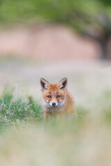 red fox cub in the dunes