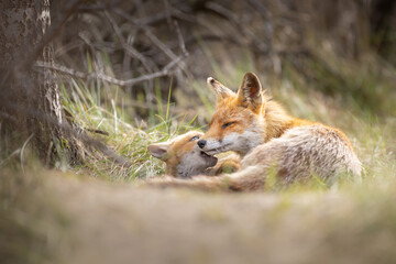 red fox fixen with cub