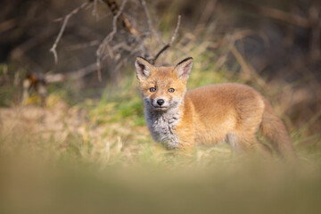red fox in the dunes