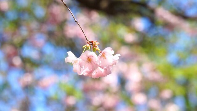 Cherry blossoms in spring breeze with defocused background.