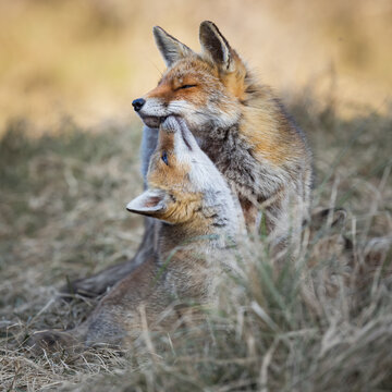 Fototapeta red fox fixen with cub
