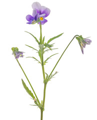 two small pansy violet blooms and buds on stem