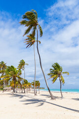 Sandy beach with coconut palm trees, vertical photo. Dominican republic