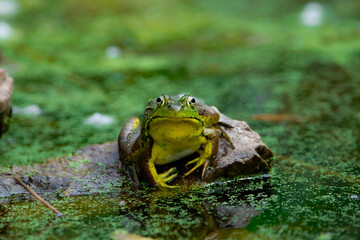 American Bull Frog 2