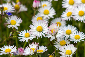 Obraz premium blooming daisies flowers in the garden