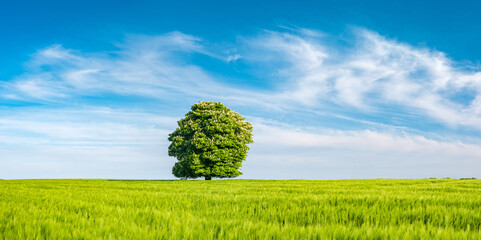 Panorama of Green Field with Nicely Shaped Chestnut Tree in Full Bloom under Blue Sky in Spring