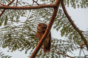 bird of prey