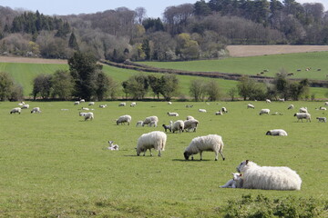 sheep in the meadow