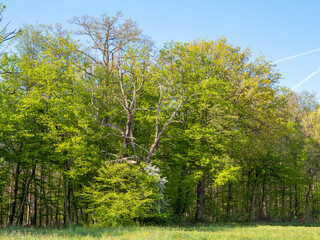 Obraz premium Abgestorbener Baum am Waldrand