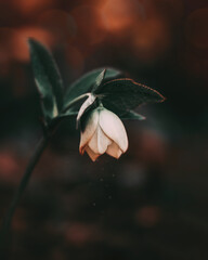 Fototapeta na wymiar Dark moody Spring Flower