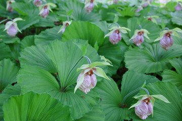 絶滅危惧種　クマガイソウ