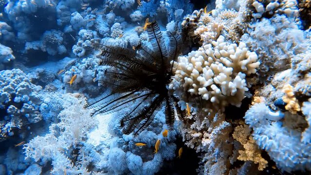 4k footage of a Feather Star (Crinoidea sp.) in the Red Sea, Egypt