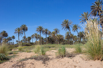 Vega Baja del Segura - Torrevieja - Un oasis junto al mar en Cala Ferris