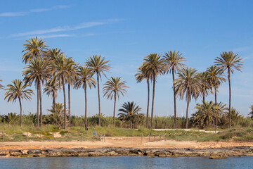 Obraz premium Vega Baja del Segura - Torrevieja - Un oasis junto al mar en Cala Ferris