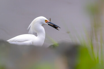 The snowy egret is  with bluegill fish. An Egretta thula is fishing. Wading  bird is in the hunt.