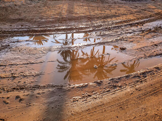 Reflejo de palmeras en un charco con barro y huellas de ruedas