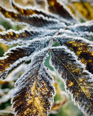 autumn leaves on the ground