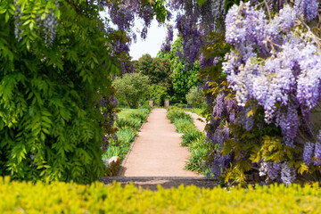 lilac archway in spring english garden park