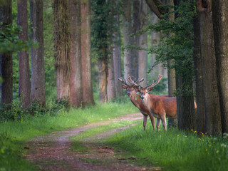 Naklejka na ściany i meble Red Deer in a national park in the South of the Netherlands. Photo taken in spring in the early morning.