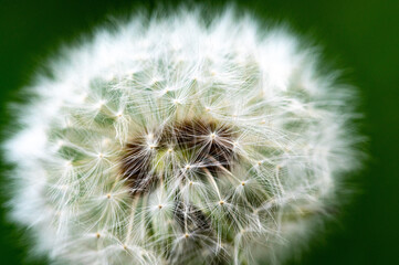 Fototapeta premium Pusteblume