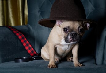 A French Bulldog breed dog in a fashionable wide-brimmed stylish hat sits at home in a cozy...
