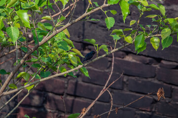 bird of prey