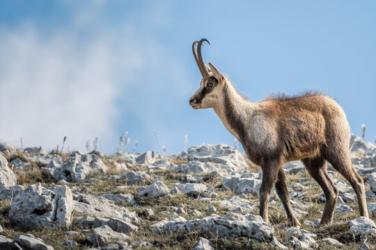 il camoscio appenninico nel parco regionale del sirente velino, n ambiente di inizio primavera