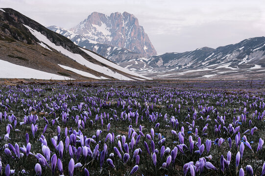 la primavera a campo imperatore, con la fioritura dei crocus e lo scoglimento delle nevi