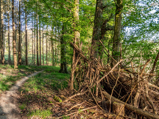 Waldweg durch den Mischwald