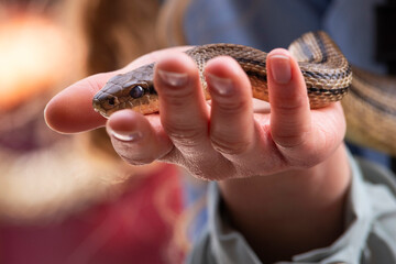 Serpente sulla mano