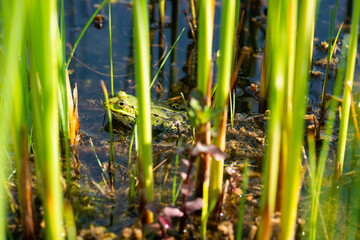 frog sitting in the pond bank reed camouflaged wildlife