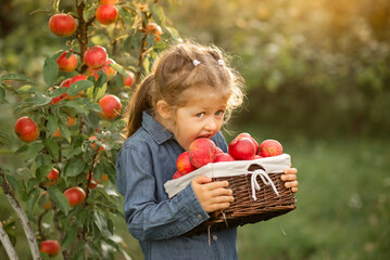 girl is holding a basket of red apples in the garden and biting an apple 