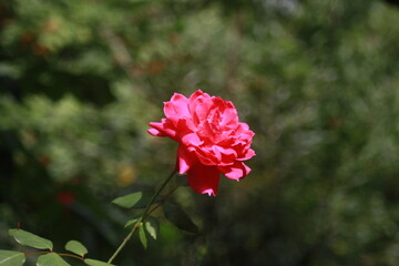 Fototapeta na wymiar Red rose flower