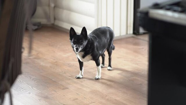 A beautiful old half-breed dog with poor eyesight leaves the frame in slow motion.A black mutt in the room. High quality FullHD footage