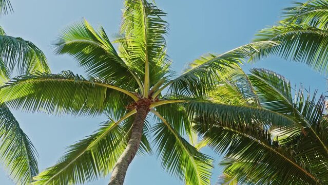 Blue summer sunny sky, nature tropical palms Island. Caribbean, Hawaii beach and sky. View from bottom on green coconut palms. landscape Island 4K footage. Emerald palms background, vacation view