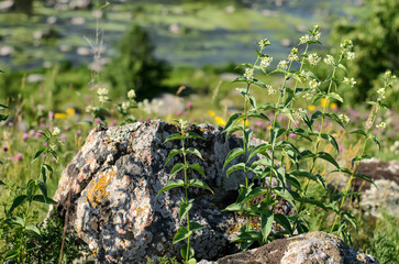 Wild mint (Mentha arvensis) growing next to a small stone, blurred background with trees and river