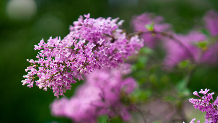 Blooming tree branches with purple lilac flowers. spring stock