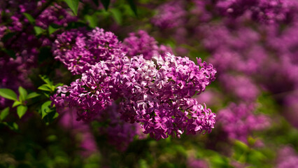 Blooming tree branches with purple lilac flowers. spring stock