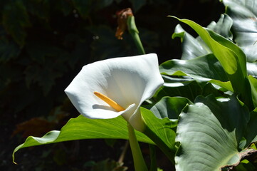 Zantedeschia