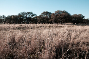 Fototapeta premium Calden forest landscape, Geoffraea decorticans plants, La Pampa province, Patagonia, Argentina.