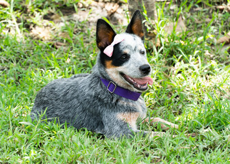Con frecuencia se comparan estos perros con la raza Border Collie. Robusto y musculosos, su...