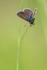 Polyommatus icarus - Common blue - Argus bleu - Azuré commun