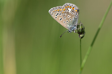 Polyommatus icarus - Common blue - Argus bleu - Azuré commun
