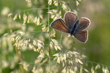 Polyommatus icarus - Common blue - Argus bleu - Azuré commun