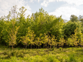 Wiederaufforstung im Mischwald