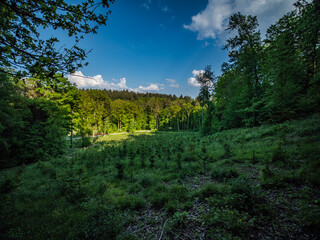 Wiederaufforstung im Mischwald