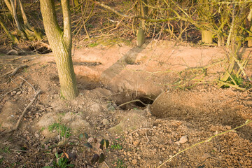 Badger holes, soil erosion damage in UK woodland