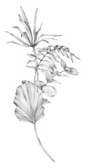 Monochrome graphic composition of various tropical leaves on a white background. Drawn by hand with a pencil. For interior design, packaging design, pattern making and more.