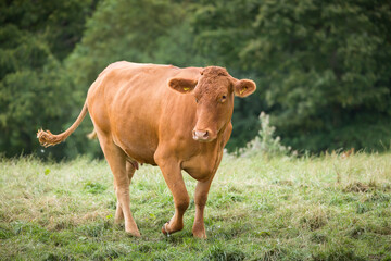 Hereford cow in a UK farmland landscape