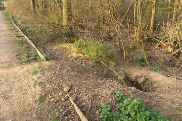 Badger sett damage, hole and soil heap on edge of footpath, UK